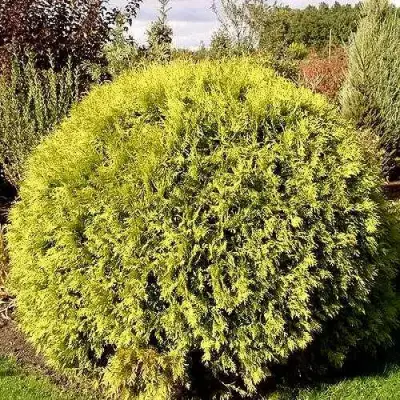 Туя ГЛОБОЗА АУРЕА западная в Молодечно