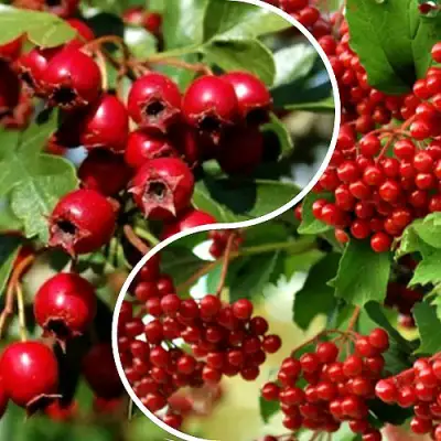 Комплект БУДЬ ЗДОРОВ в Молодечно