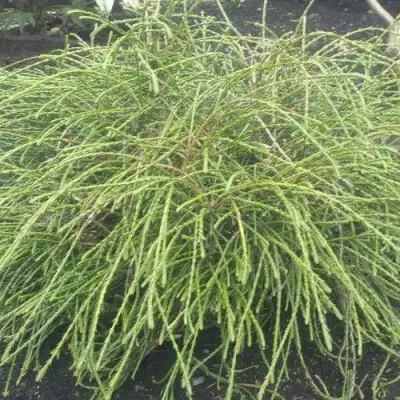 Туя ФИЛИФОРМИС   в Молодечно