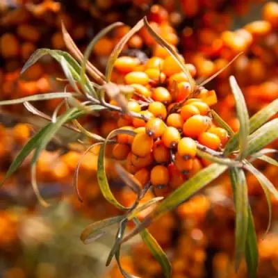 Облепиха ФИНСКАЯ в Молодечно
