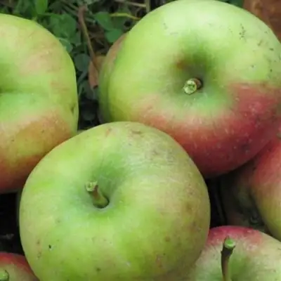 Яблоня ПАМЯТЬ СИКОРЫ в Молодечно