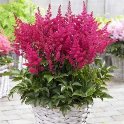 Астильба ЛАКИ ДЕЙ Арендса в Молодечно