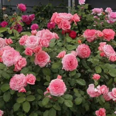 Роза ИНСТИТУТ ЛЮМЬЕР шраб в Молодечно