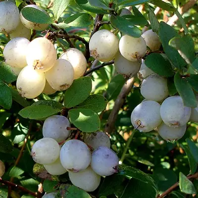 Голубика СНЕГУРОЧКА в Молодечно