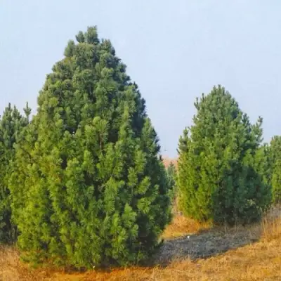 Сосна черная ПИРАМИДАЛИС в Молодечно