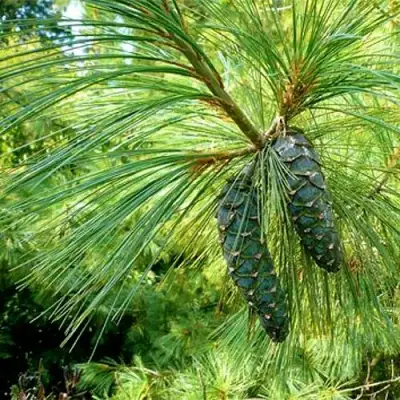 Сосна гриффита в Молодечно