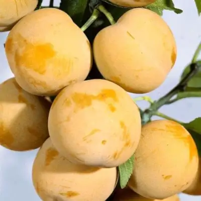 Слива РЕНКЛОД ранний в Молодечно