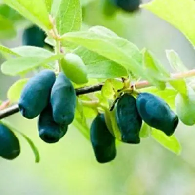 Жимолость съедобная АМФОРА в Молодечно