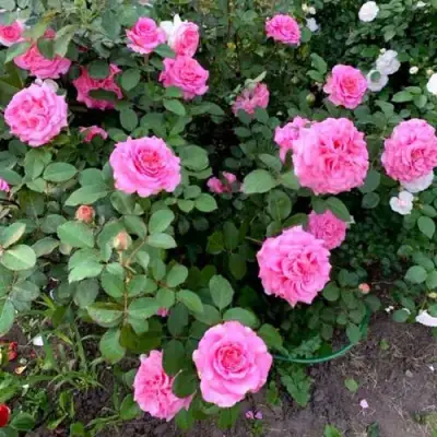 Роза ЭШЛИ чайно-гибридная в Молодечно