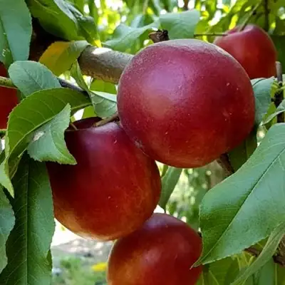 Нектарин ФАНТАЗИЯ в Молодечно