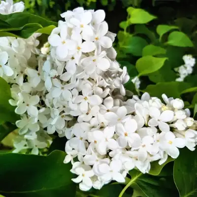 Сирень МАЛЕНЬКИЙ ПРИНЦ в Молодечно