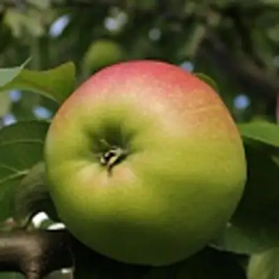 Яблоня СОКОЛОВСКОЕ стелющаяся в Молодечно