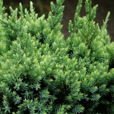 Можжевельник ХОЛГЕР чешуйчатый в Молодечно