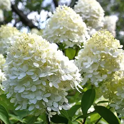 Гортензия БОМБШЕЛ метельчатая в Молодечно