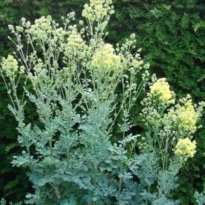 Василистник ГЛАУКУМ желтый в Молодечно