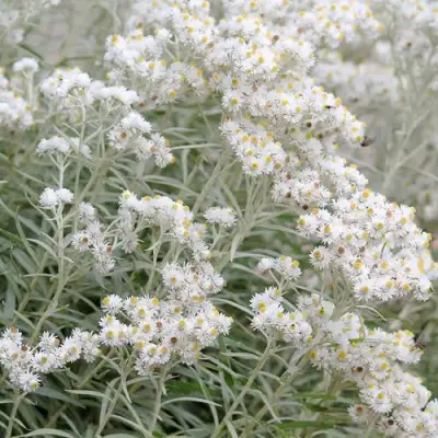 Анафалис ЖЕМЧУЖНЫЙ в Молодечно