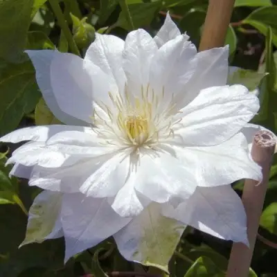 Клематис ДАЧЕСС ОФ ЭДИНБУРГ в Молодечно