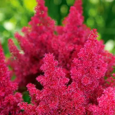 Астильба КОБЛЕНЦ японская в Молодечно