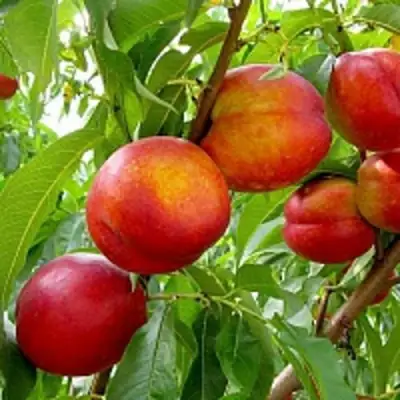 Нектарин ХАРБЛЕЙЗ в Молодечно