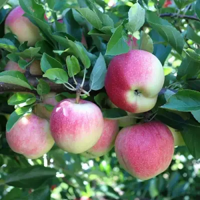 Яблоня ГРУШОВКА МОСКОВСКАЯ в Молодечно