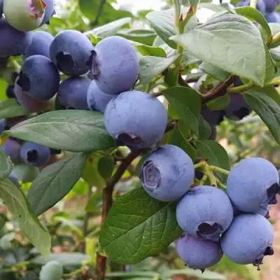 Голубика БЛЮГОЛД в Молодечно
