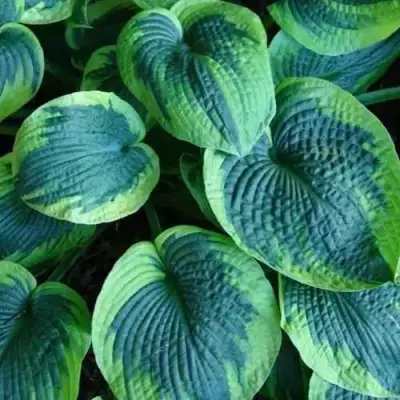 Хоста ТОКУДАМА ФЛАВОЦИРЦИНАЛИС гибридная в Молодечно