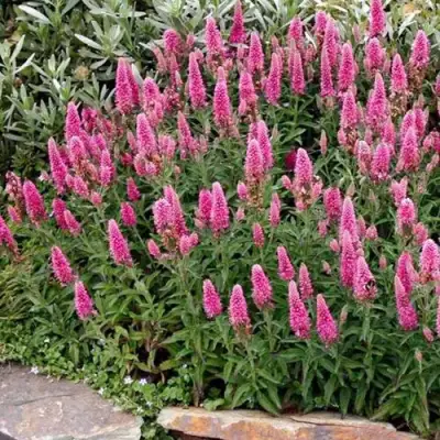 Вероника РОЗЕА колосковая в Молодечно