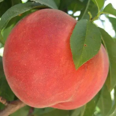 Персик МАЙСКИЙ ЦВЕТОК в Молодечно