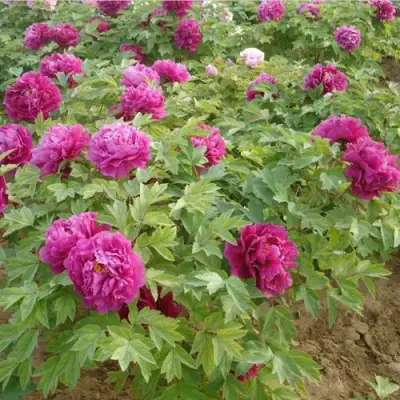 Пион КИТАЙСКИЙ ШЕЛК травянистый в Молодечно