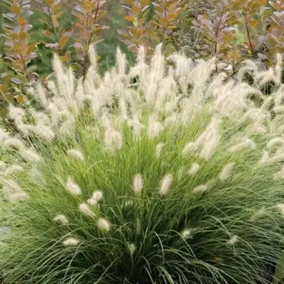 Пеннисетум ХАМЕЛН в Молодечно