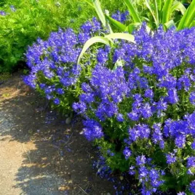 Вероника РОЯЛ БЛЮ большая в Молодечно