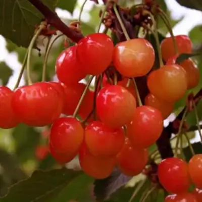 Черешня ДОНЧАНКА в Молодечно