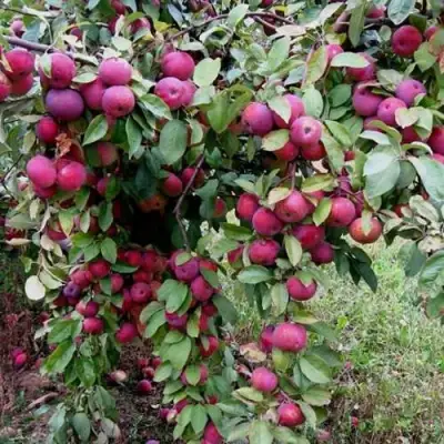 Яблоня ФЛОРИНА в Молодечно