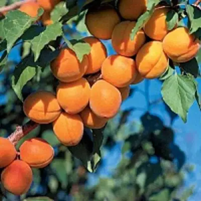 Абрикос ХАРКОТ в Молодечно