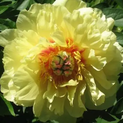 Пион ЗОЛОТАЯ КОРОНА древовидный в Молодечно