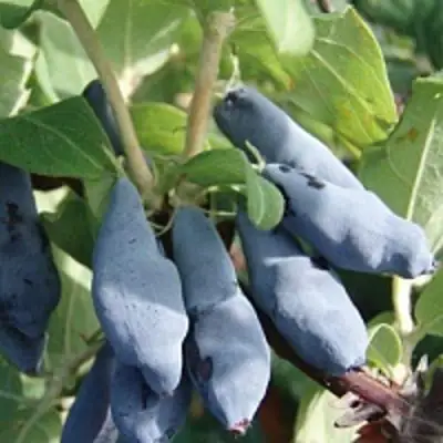 Жимолость съедобная НИМФА (ГАММА) в Молодечно