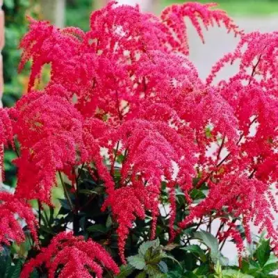 Астильба РЕД ЧАРМ Арендса в Молодечно