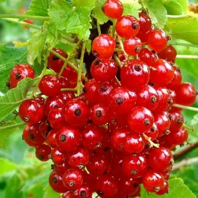 Смородина красная НЕНАГЛЯДНАЯ в Молодечно