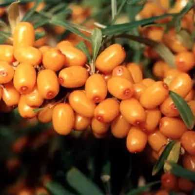 Облепиха ДАР МГУ в Молодечно