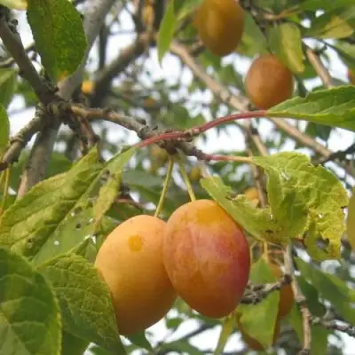 Слива НАТАША в Молодечно