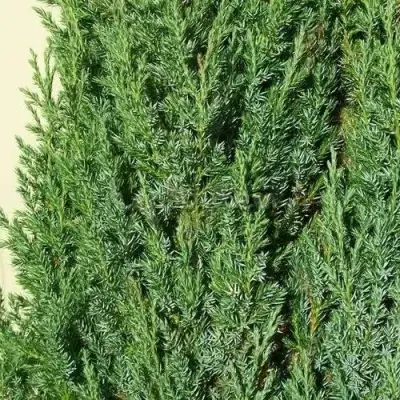 Можжевельник ХИБЕРНИКА обыкновенный  в Молодечно