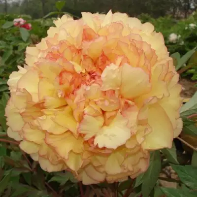 Пион ЗОЛОТАЯ РОССЫПЬ древовидный в Молодечно