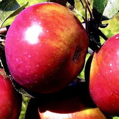 Яблоня ВЕСЯЛИНА в Молодечно