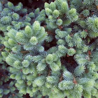 Ель ЭХИНИФОРМИС сизая в Молодечно