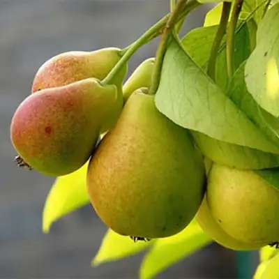 Груша СЕВЕРЯНКА в Молодечно