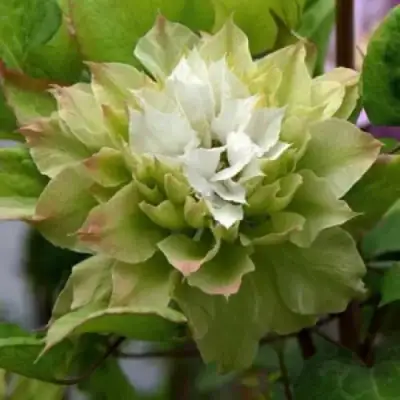 Клематис СЕН-НО-КЕЙЗ в Молодечно