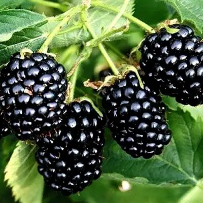 Ежевика ПРАЙМ АРК ТРЕВЕЛЕР ремонтантная  в Молодечно