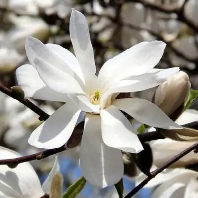 Магнолия ЛЕБНЕРА МЕРРИЛЛ в Молодечно