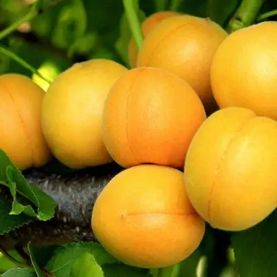 Абрикос ЦАРСКИЙ в Молодечно