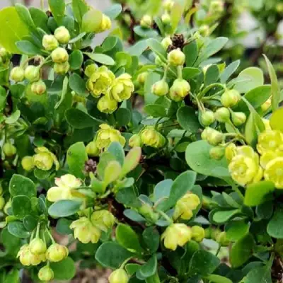 Барбарис КОБОЛЬД тунберга в Молодечно